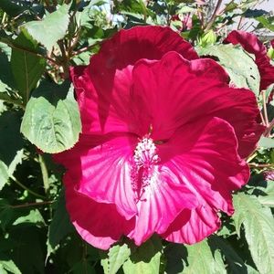 Meet your Posher, Adriane